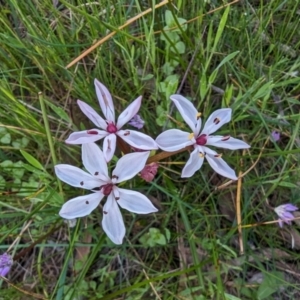 Burchardia multiflora at Williams, WA - 11 Sep 2023