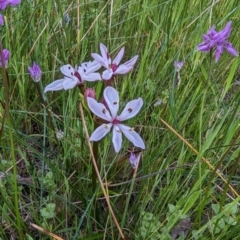 Burchardia multiflora at Williams, WA - 11 Sep 2023 07:10 PM