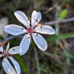 Burchardia multiflora at Williams, WA - 11 Sep 2023 07:10 PM