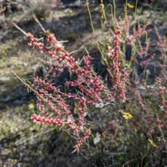 Hypocalymma angustifolium (White Myrtle) at Dryandra Woodland National Park - 11 Sep 2023 by HelenCross