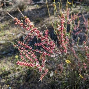 Hypocalymma angustifolium at Williams, WA - 11 Sep 2023 05:30 PM