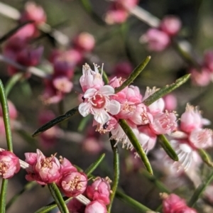 Hypocalymma angustifolium at Williams, WA - 11 Sep 2023