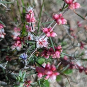 Hypocalymma angustifolium at Williams, WA - 11 Sep 2023 05:30 PM