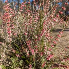 Hypocalymma angustifolium at Williams, WA - 11 Sep 2023