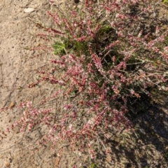 Hypocalymma angustifolium at Williams, WA - 11 Sep 2023