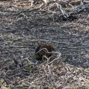 Tachyglossus aculeatus at Dryandra, WA - 11 Sep 2023