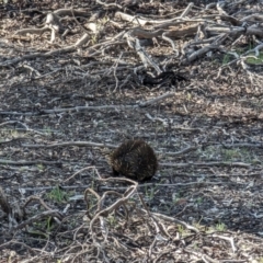 Tachyglossus aculeatus at Dryandra, WA - 11 Sep 2023 05:03 PM