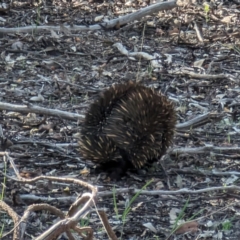 Tachyglossus aculeatus at Dryandra, WA - 11 Sep 2023