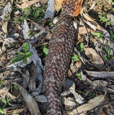 Tiliqua rugosa (Shingleback Lizard) at Williams, WA - 11 Sep 2023 by HelenCross