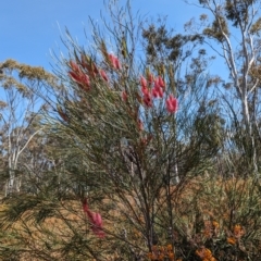 Grevillea sp. at Dryandra Woodland National Park - 11 Sep 2023 by HelenCross