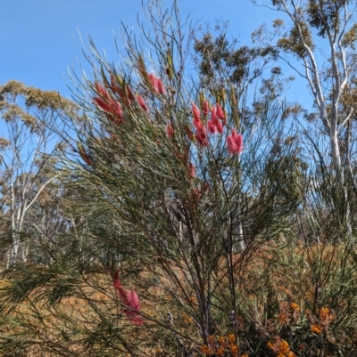 Grevillea sp. at Dryandra Woodland National Park - 11 Sep 2023 by HelenCross