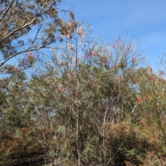 Hakea (genus) at Dryandra Woodland National Park - 11 Sep 2023 02:55 PM