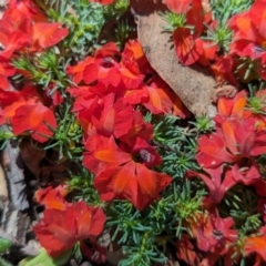 Lechenaultia formosa (Red Lechenaultia) at Dryandra Woodland National Park - 11 Sep 2023 by HelenCross