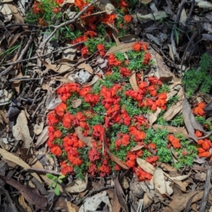 Lechenaultia formosa at Williams, WA - 11 Sep 2023 02:36 PM