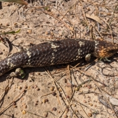 Tiliqua rugosa rugosa (Bobtail) at Williams, WA - 11 Sep 2023 by HelenCross