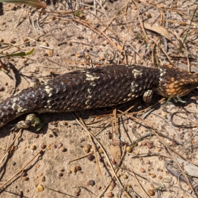 Tiliqua rugosa (Shingleback Lizard) at Williams, WA - 11 Sep 2023 by HelenCross