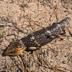 Tiliqua rugosa at Williams, WA - 11 Sep 2023