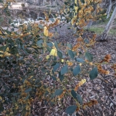 Acacia celastrifolia (Glowing Wattle, Celastrus-leaved Wattle) at Dryandra, WA - 10 Sep 2023 by HelenCross