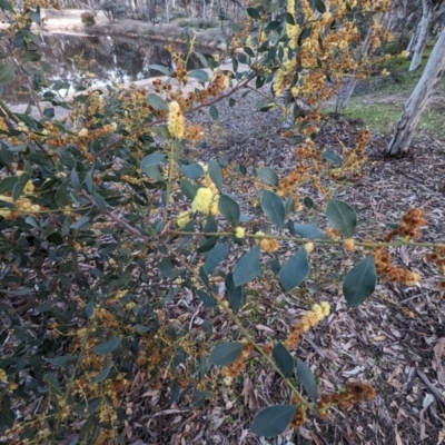 Acacia celastrifolia (Glowing Wattle, Celastrus-leaved Wattle) at Dryandra Woodland National Park - 10 Sep 2023 by HelenCross