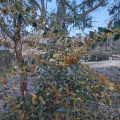 Acacia celastrifolia at Dryandra, WA - 10 Sep 2023