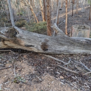 Apis mellifera at Dryandra, WA - 10 Sep 2023 07:23 PM