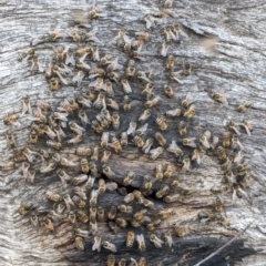 Apis mellifera at Dryandra, WA - 10 Sep 2023 07:23 PM