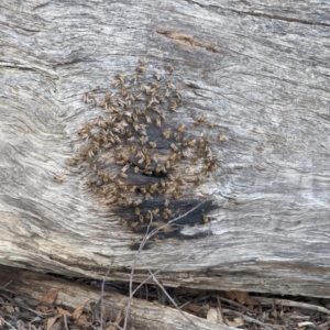 Apis mellifera at Dryandra, WA - 10 Sep 2023 07:23 PM