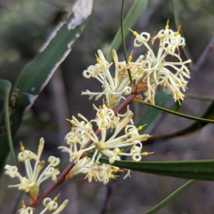 Petrophile heterophylla at Dryandra, WA - 10 Sep 2023