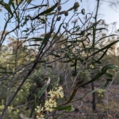 Petrophile heterophylla at Dryandra, WA - 10 Sep 2023