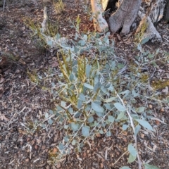 Acacia celastrifolia (Glowing Wattle, Celastrus-leaved Wattle) at Dryandra, WA - 10 Sep 2023 by HelenCross