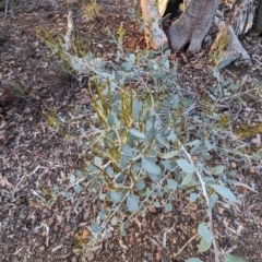 Unidentified Plant at Dryandra, WA - 10 Sep 2023 by HelenCross