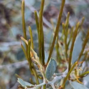 Acacia celastrifolia at Dryandra, WA - 10 Sep 2023 07:19 PM