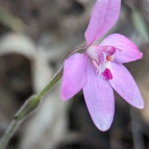 Caladenia reptans at Dryandra, WA - 10 Sep 2023