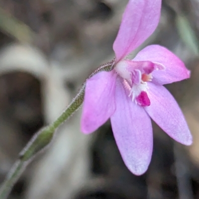 Caladenia reptans (Little Pink Fairies) at Dryandra, WA - 10 Sep 2023 by HelenCross