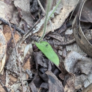 Caladenia reptans at Dryandra, WA - 10 Sep 2023