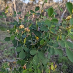 Goodia medicaginea (Western Golden-tip) at Dryandra, WA - 10 Sep 2023 by HelenCross