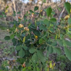 Unidentified Pea at Dryandra, WA - 10 Sep 2023 by HelenCross