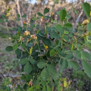 Goodia medicaginea at Dryandra, WA - 10 Sep 2023