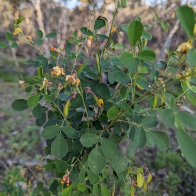 Goodia medicaginea (Western Golden-tip) at Dryandra, WA - 10 Sep 2023 by HelenCross