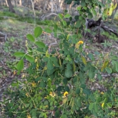 Goodia medicaginea at Dryandra, WA - 10 Sep 2023 06:53 PM