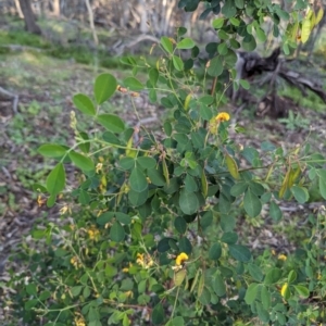 Goodia medicaginea at Dryandra, WA - 10 Sep 2023 06:53 PM