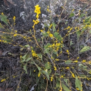 Synaphea flabelliformis at Dryandra, WA - 10 Sep 2023