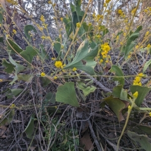 Synaphea flabelliformis at Dryandra, WA - 10 Sep 2023