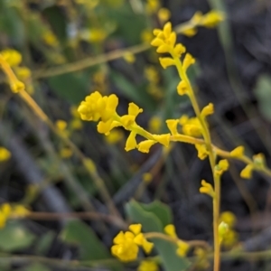 Synaphea flabelliformis at Dryandra, WA - 10 Sep 2023