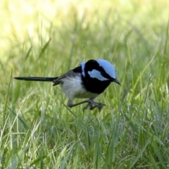 Malurus cyaneus (Superb Fairywren) at Gurrundah, NSW - 11 Sep 2023 by AlisonMilton