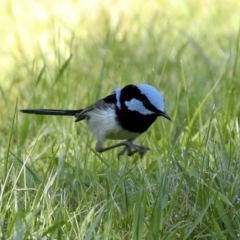 Malurus cyaneus (Superb Fairywren) at Gurrundah, NSW - 11 Sep 2023 by AlisonMilton