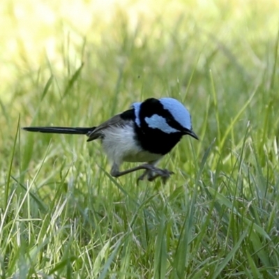 Malurus cyaneus (Superb Fairywren) at Gurrundah, NSW - 11 Sep 2023 by AlisonMilton