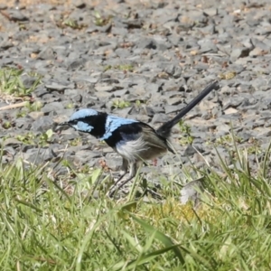 Malurus cyaneus at Gurrundah, NSW - 11 Sep 2023