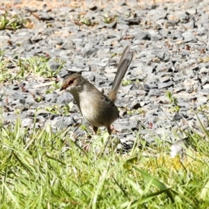 Malurus cyaneus at Gurrundah, NSW - 11 Sep 2023