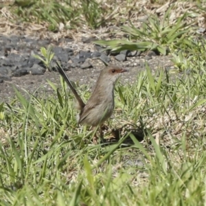 Malurus cyaneus at Gurrundah, NSW - 11 Sep 2023